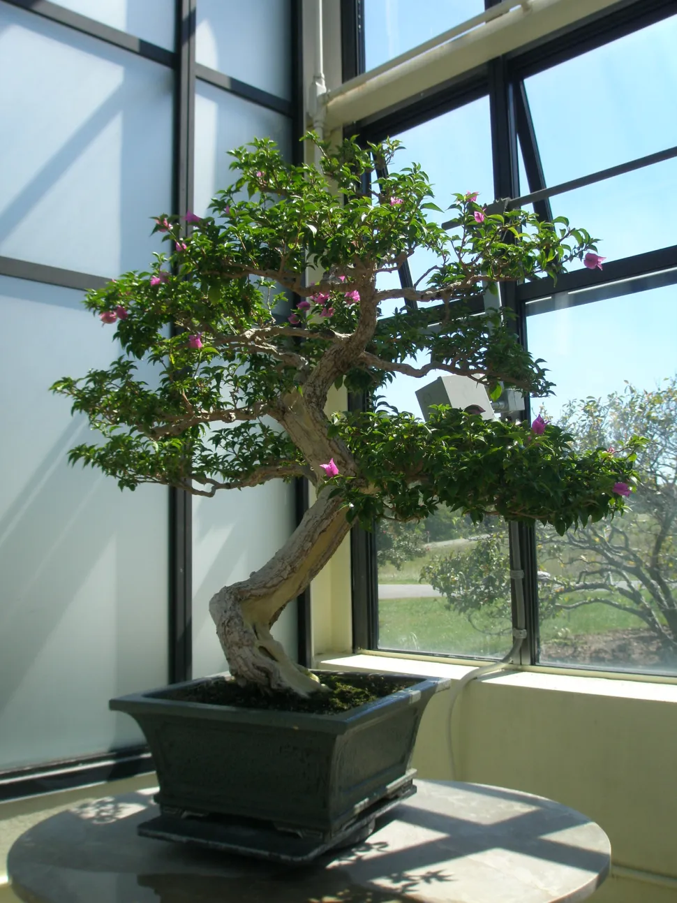 A bonsai exposed to the sun