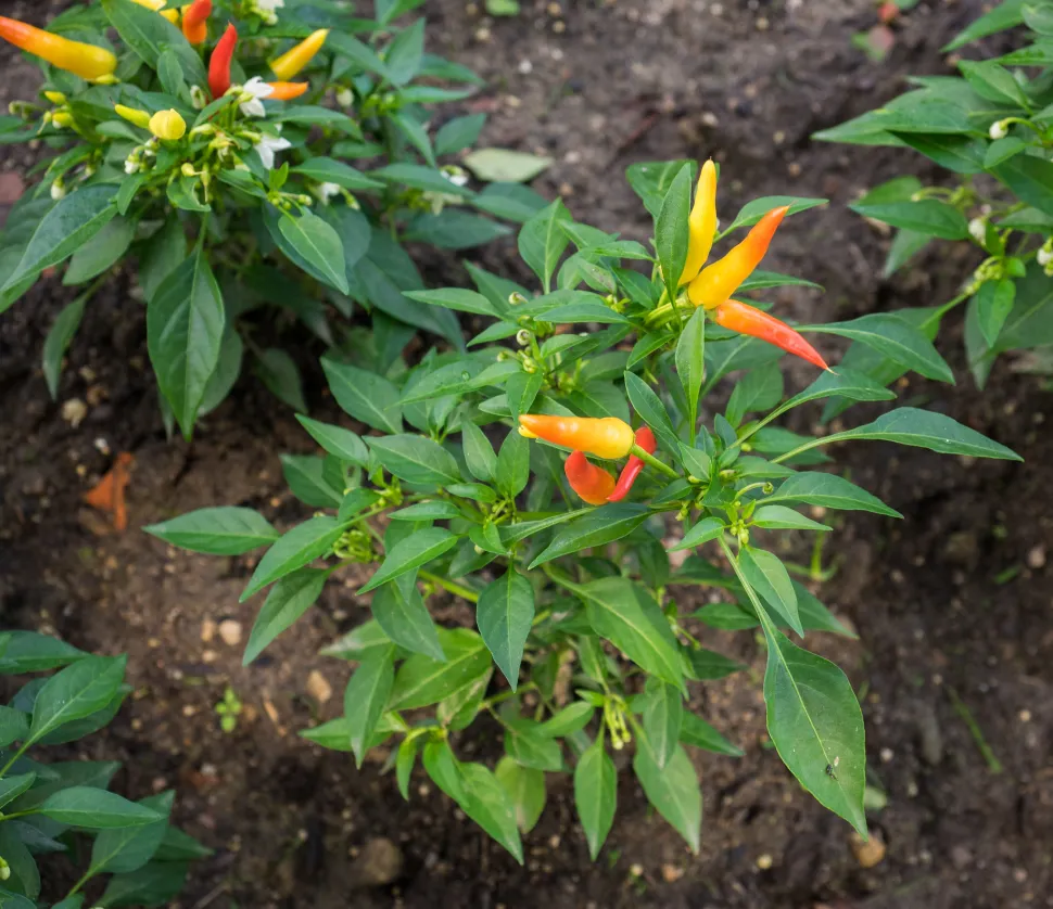 Capsicum annuum peper