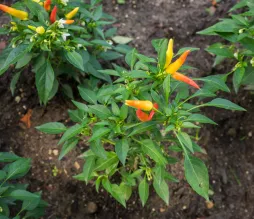 Capsicum annuum pepper