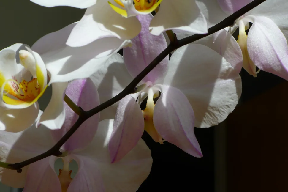 Weiße Blüten von Phalenopsis amabilis