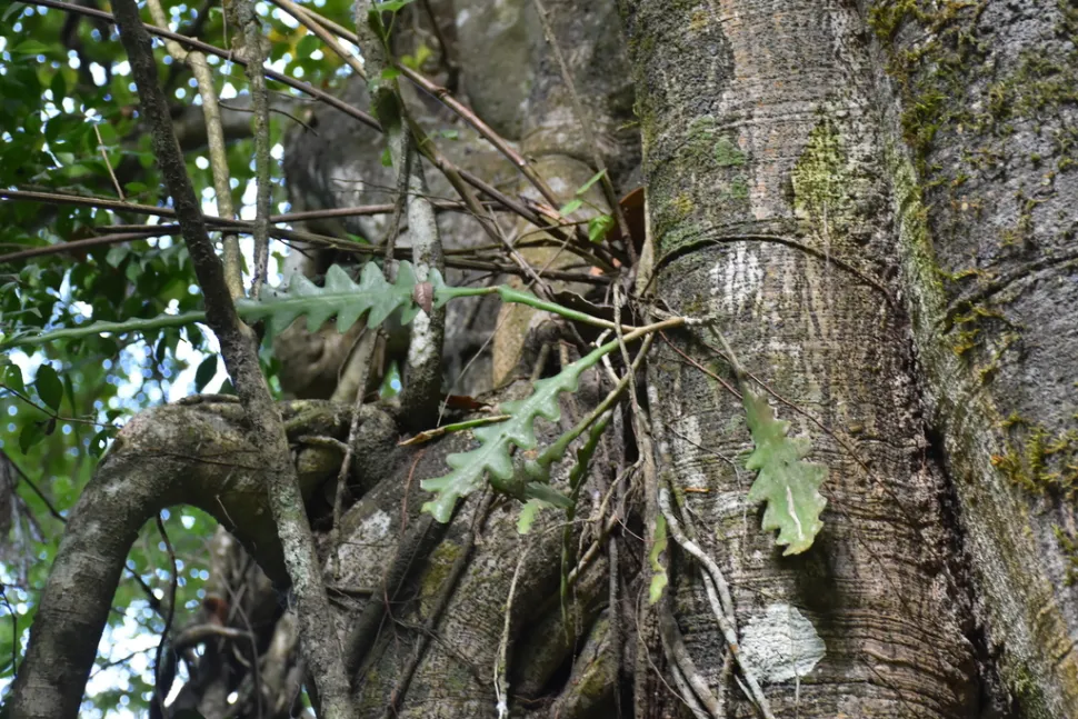 Epiphytischer Zickzack-Kaktus