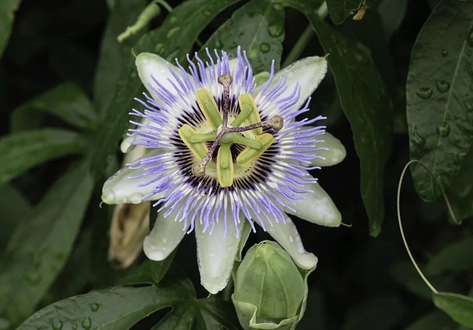 Blauwe passiebloem