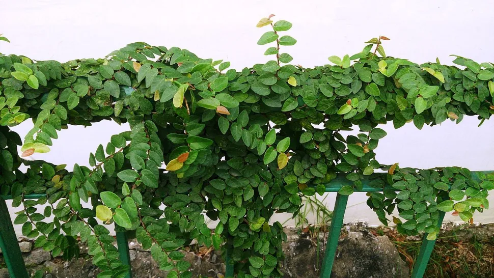 Ficus pumila rastrero