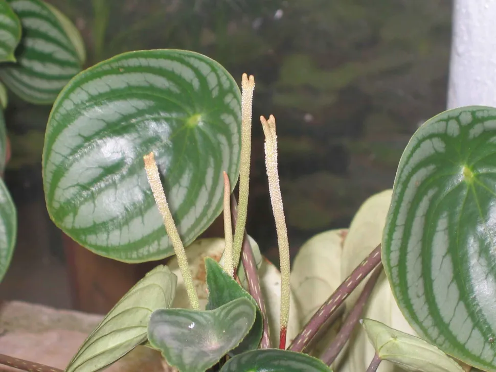 Peperomia argyreia i potte