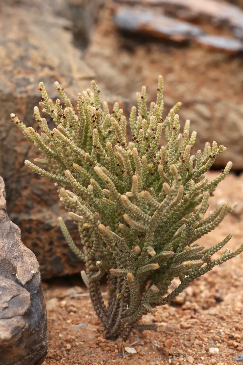 Crassula muscosa klippelandskab
