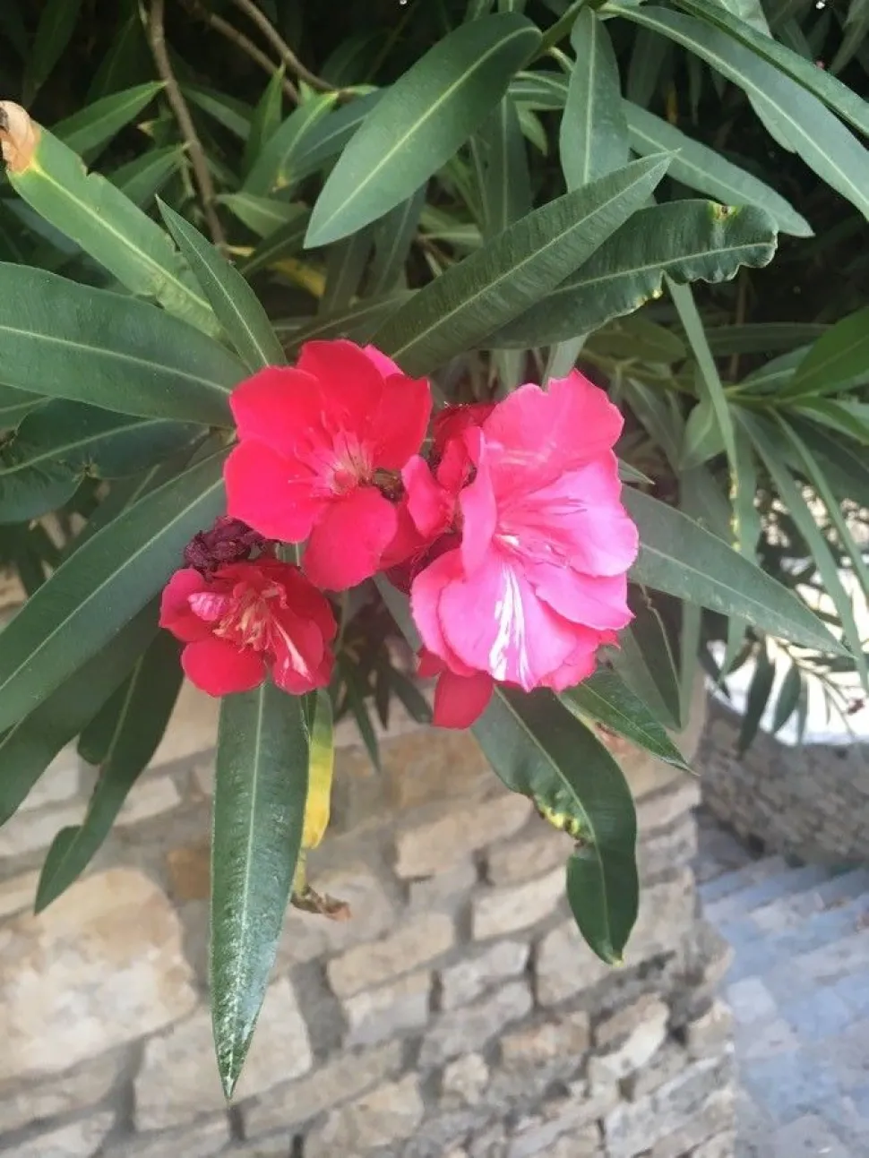 Batalla de flores de Nerium oleander gigante