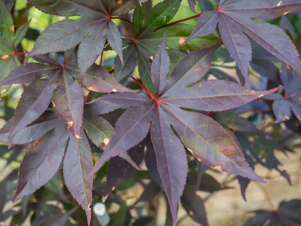 Blätter des glatten japanischen Ahorns Acer palmatum
