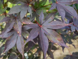 Foglie lisce di acero giapponese Acer palmatum