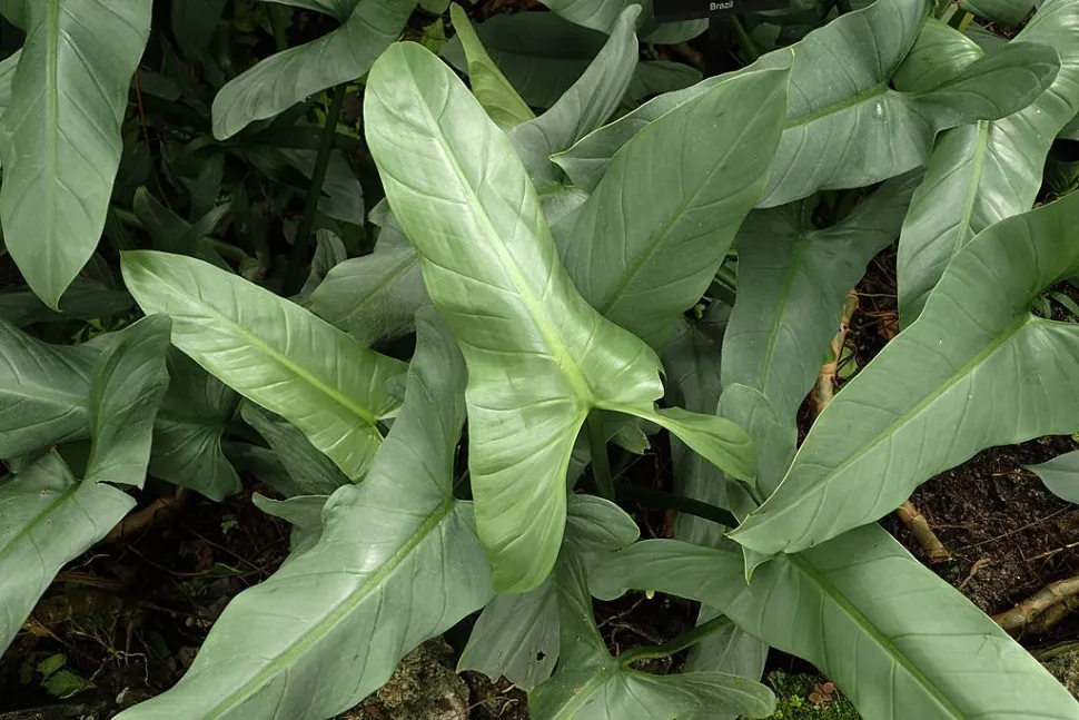 Ausgewachsene grüne Blätter Philodendron hastatum