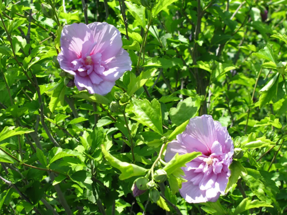 Paarsroze bloemen van Hibiscus Lavendel Chiffon