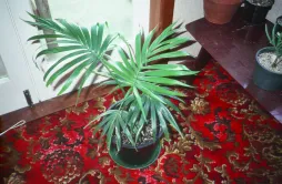 Kentia frisé en pot