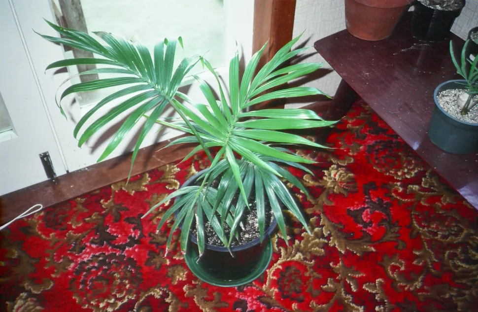 Kentia krause im Topf