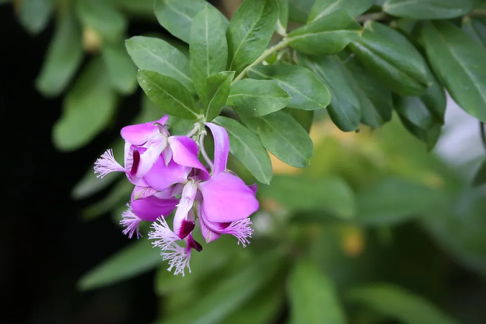 Bloemen en bladeren Polygala myrtifolia