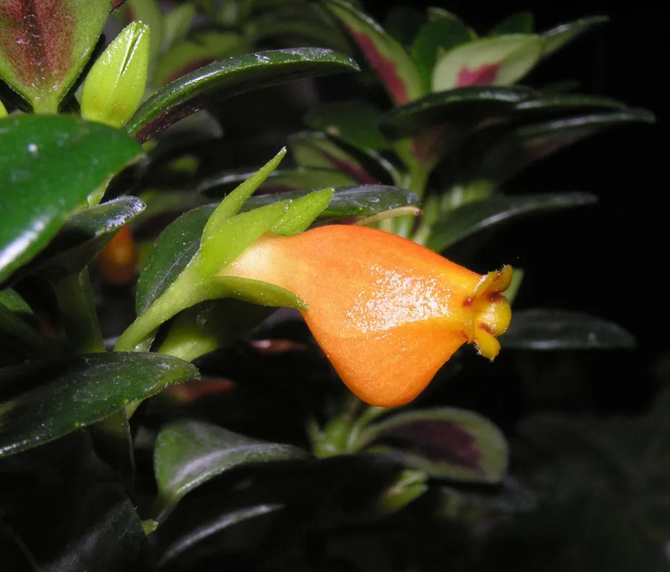 Bloemplant goudvis