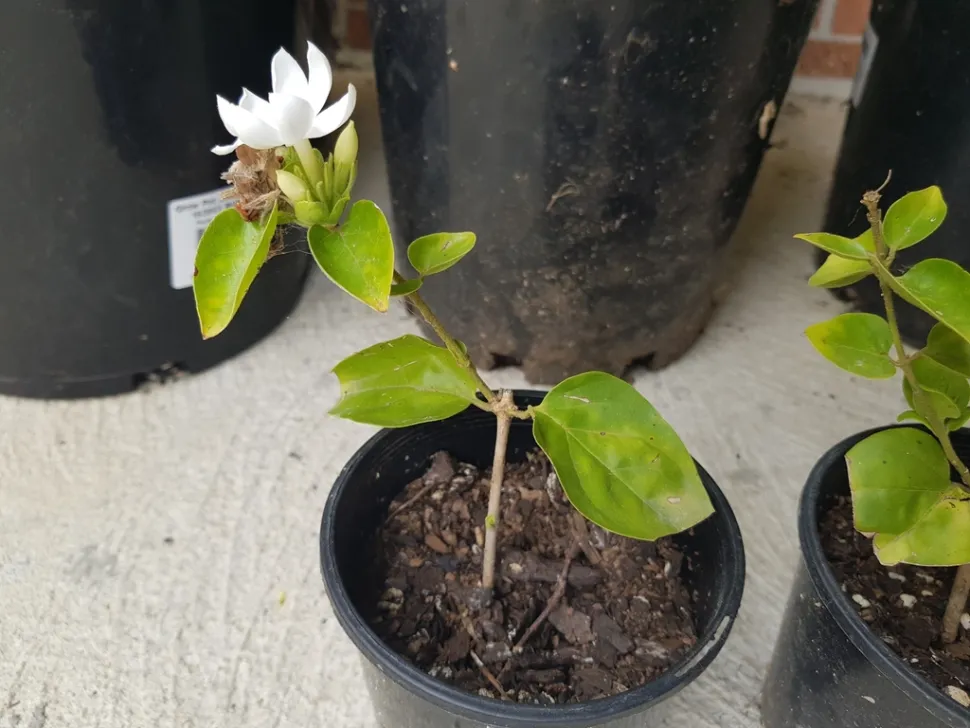 Jasminum sambac num vaso