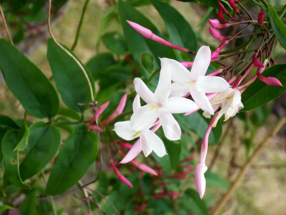 Flores de jasmim de inverno
