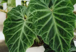 Green leaves with wavy margins Philodendron verrucosum