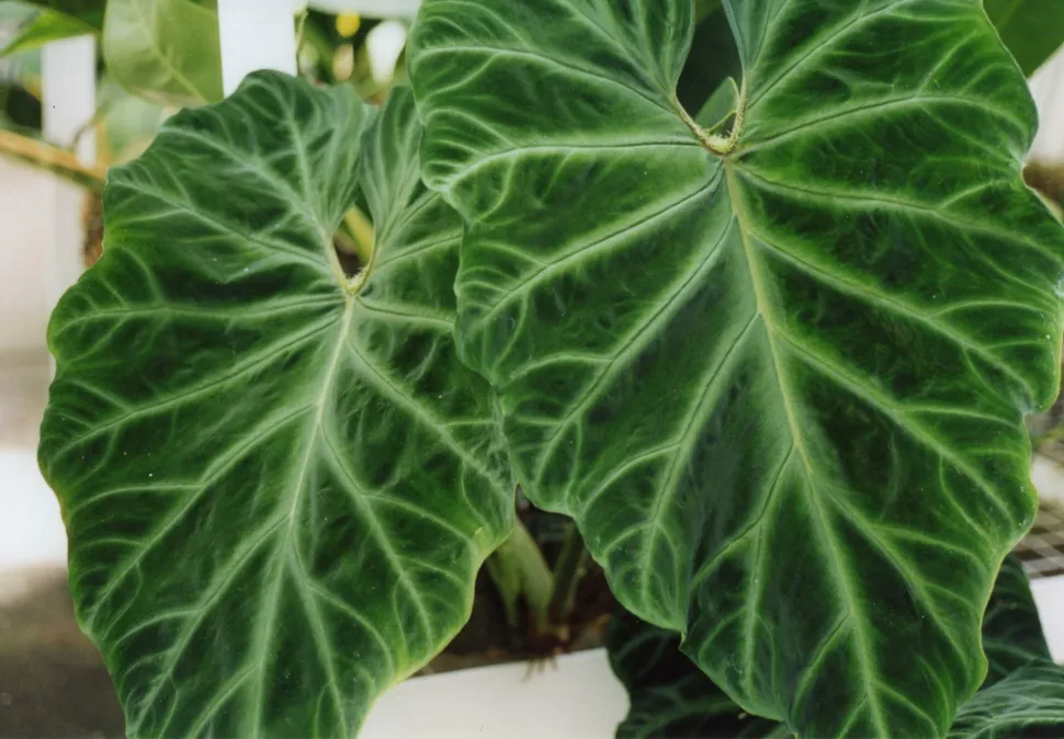 Groene bladeren met golvende randen Philodendron verrucosum