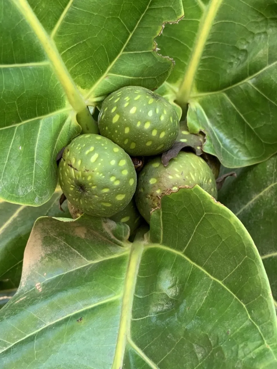 Frucht von Ficus lyrata