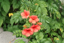 Bignone Campsis x tagliabuana