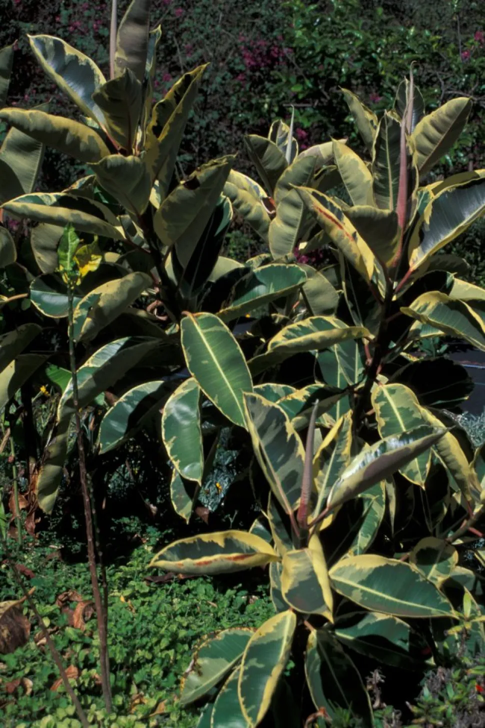 Ficus elastica 'Tineke' im Freiland
