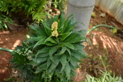 Jonge scheut Dracaena reflexa