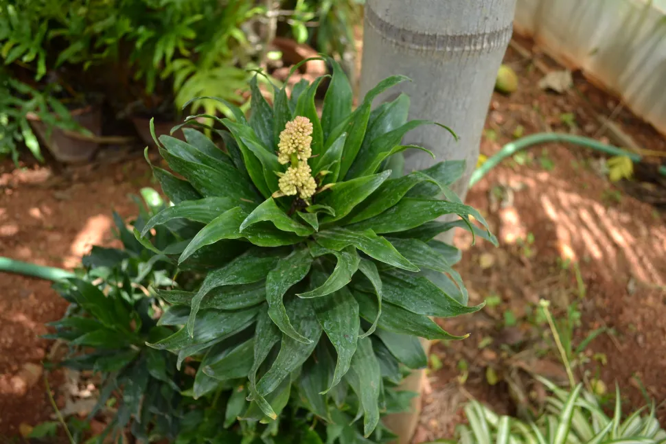 Junger Trieb Dracaena reflexa