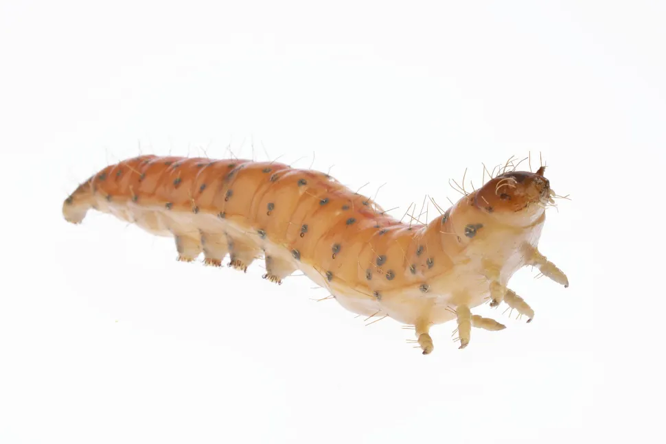 Reprodução em cera de uma larva de traça do bacalhau