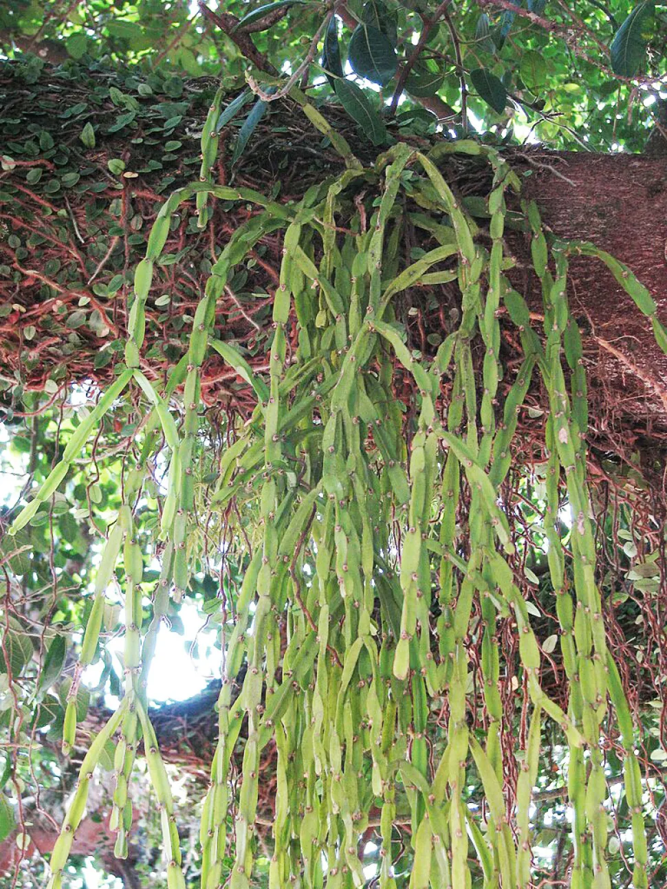Cactus éphiphyte Rhipsalis paradoxa