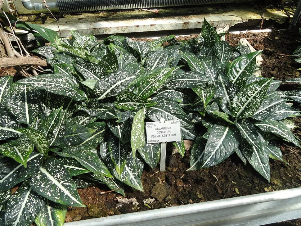 Aglaonema costatum in de grond
