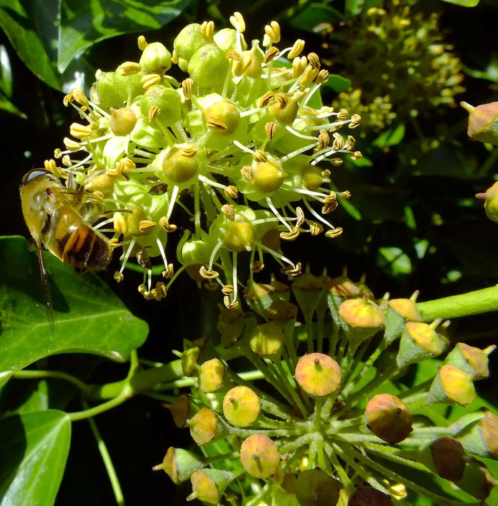 Bagas de Hedera helix 'Arborescens
