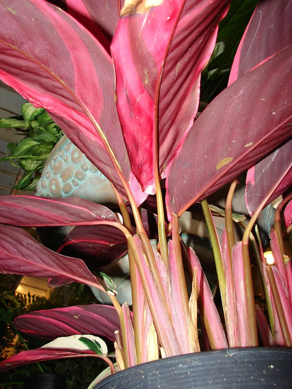 Revers pourpre de feuilles de Ctenanthe oppenheimiana