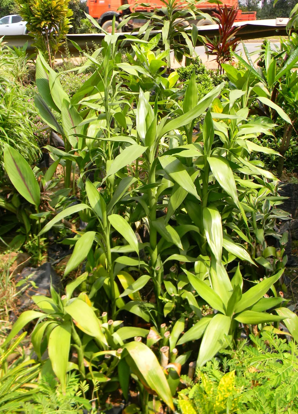 Ung Dracaena braunii natur