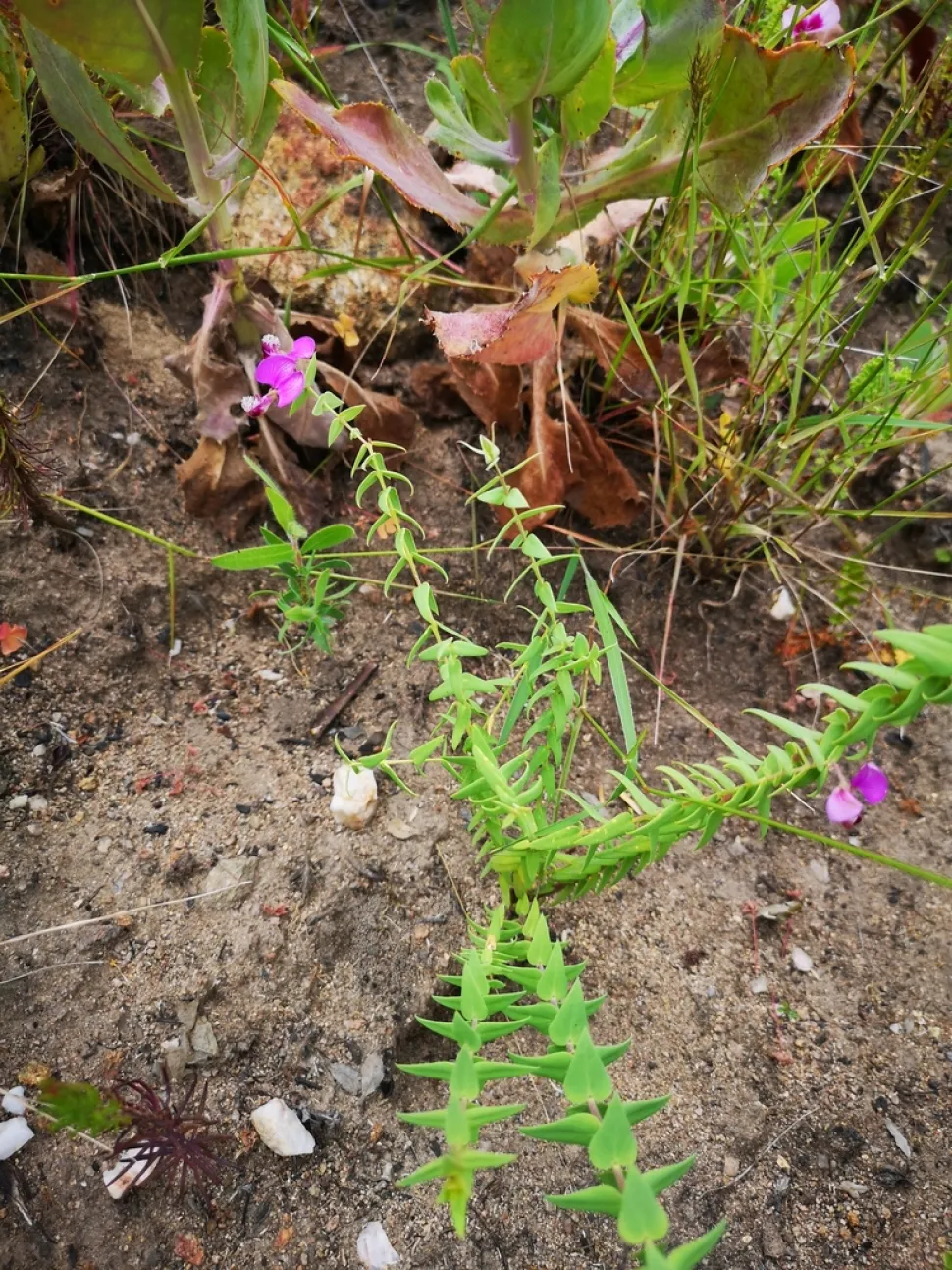 Polygala fruticosa joven
