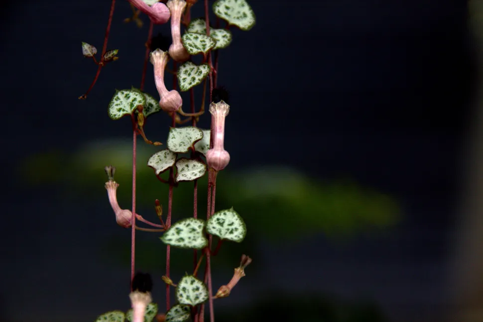 Cadena de corazones Ceropegia woodii planta de San Valentín