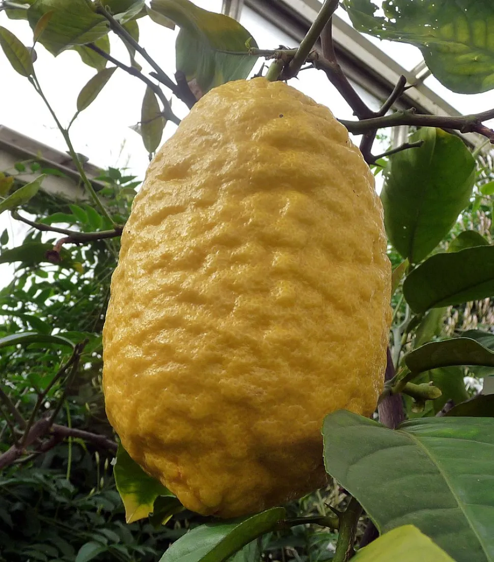 Klumpet gul citronfrugt