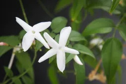Jasmin i blomst
