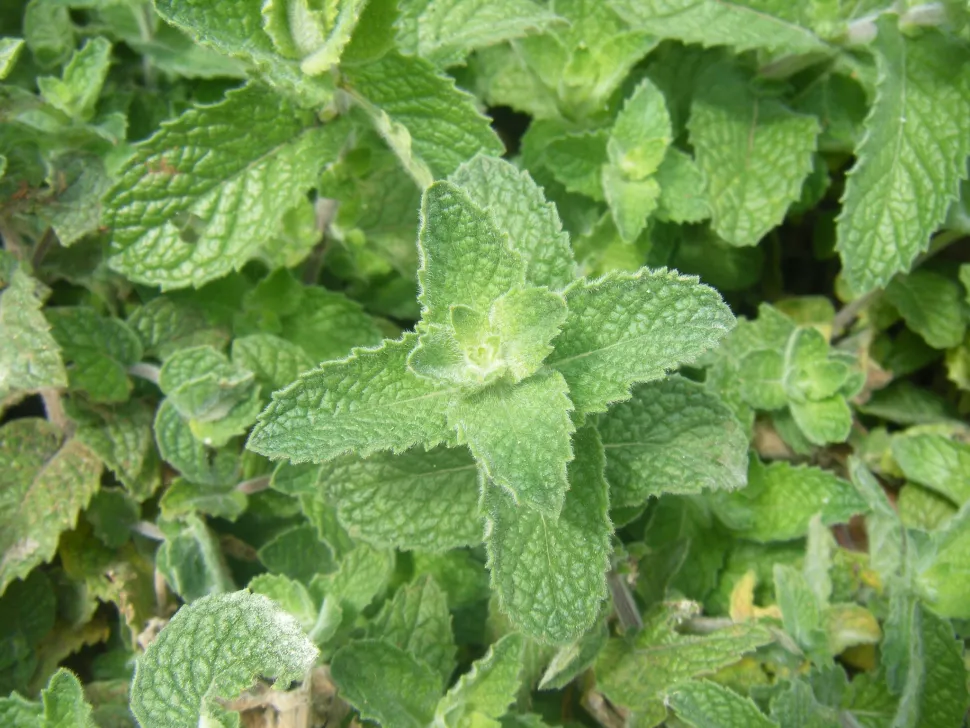 Mentha spicata foliage