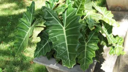 Alocasia Sanderiana