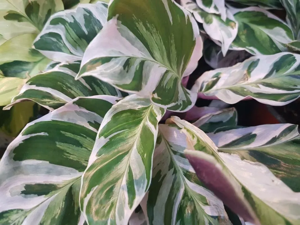 Fogliame verde, bianco e rosa Calathea 'White Fusion
