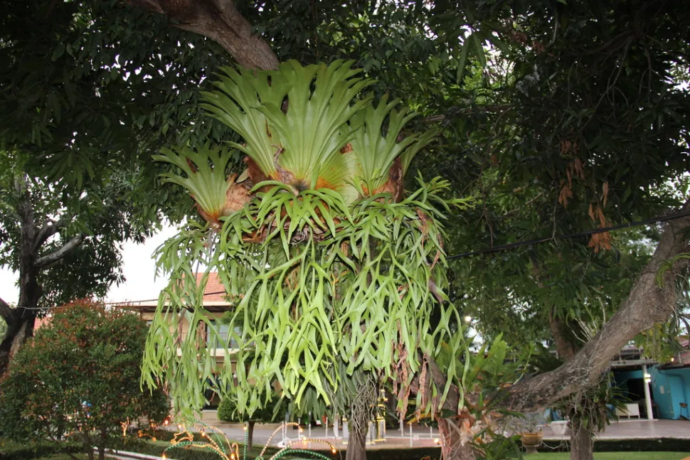 Platycerium coronarium på et træ