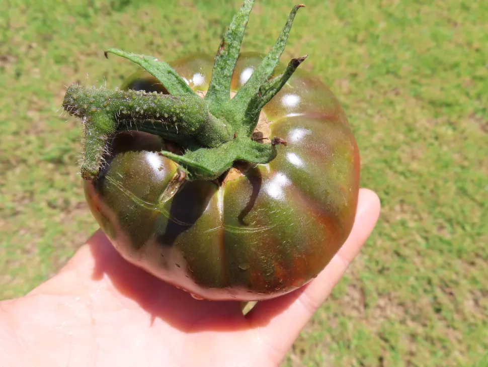 Tomate verde escuro