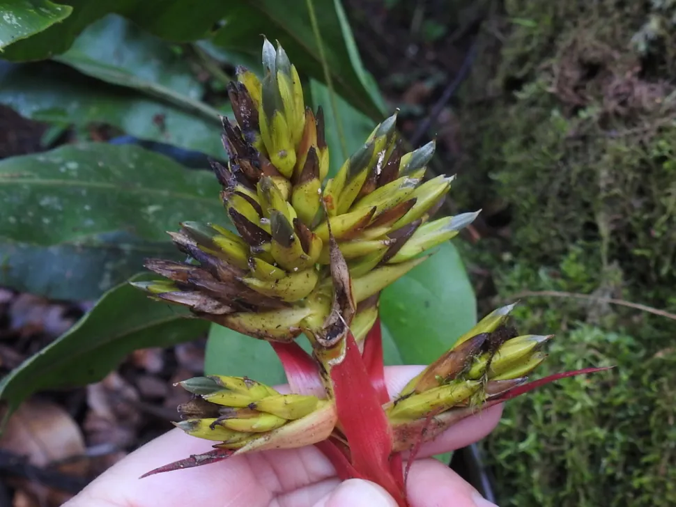 Blumen von Guzmania zahnii