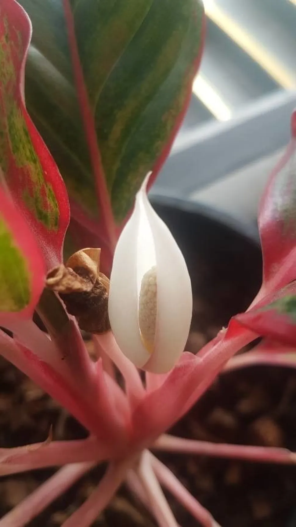 Aglaonema Crete i blomst