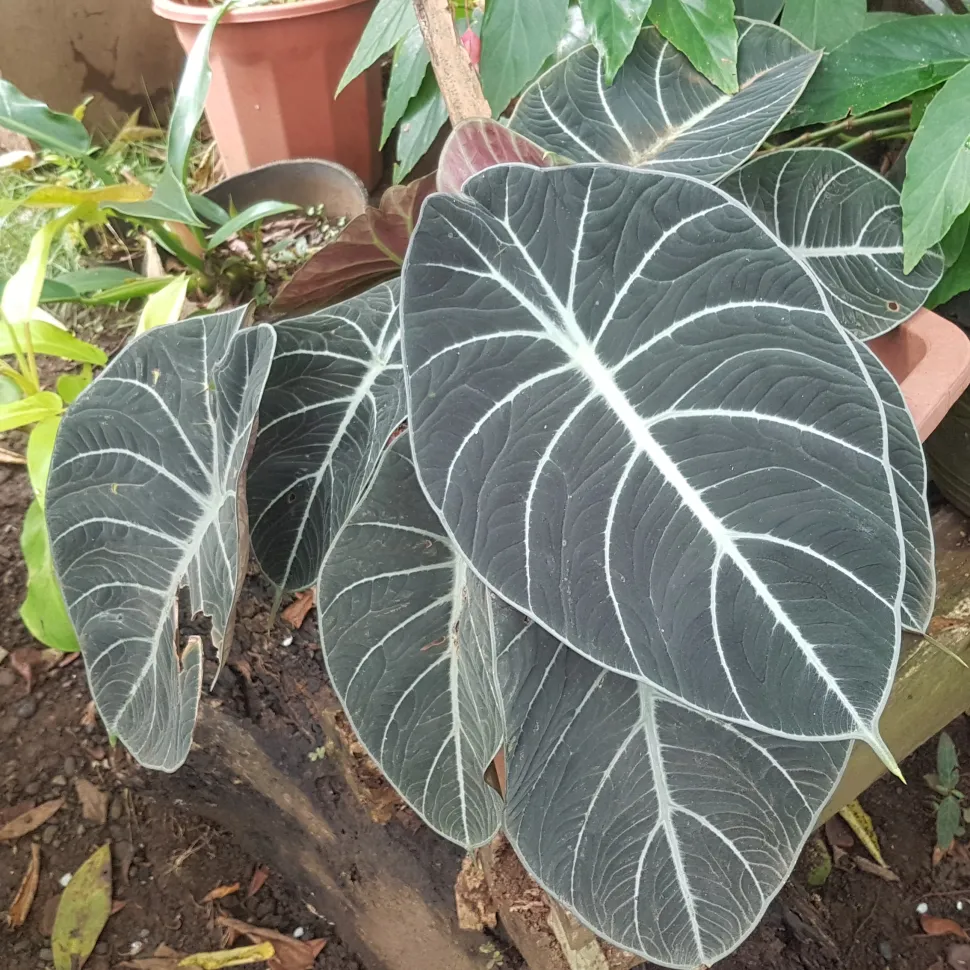 Alocasia reginula 'Black Velvet' gekweekt