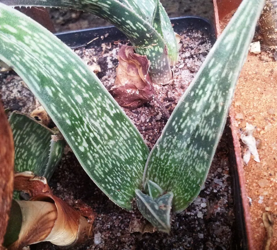 Gonialoe dinteri groen en wit blad