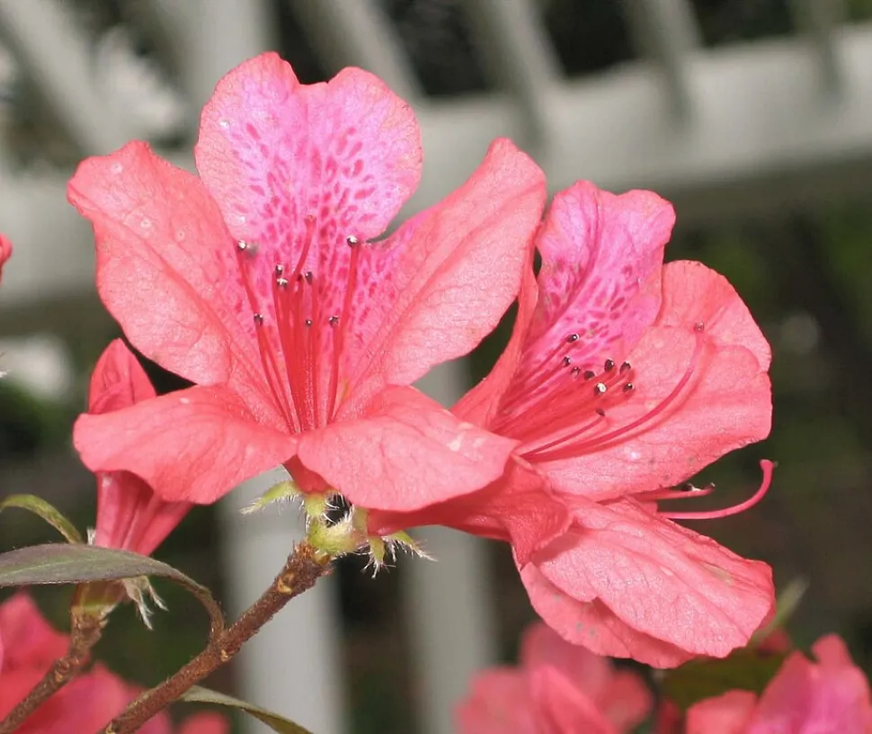 Flor de azálea cor-de-rosa de florista