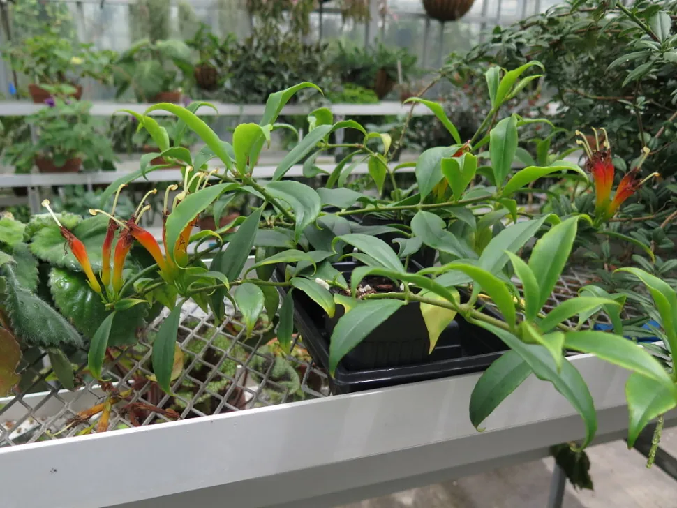 Bemærkelsesværdig Aeschynanthus i en potte
