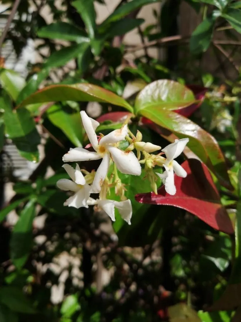 Weiße Blüte mit gelbem Herzen Jasmin 'Star of Venice'