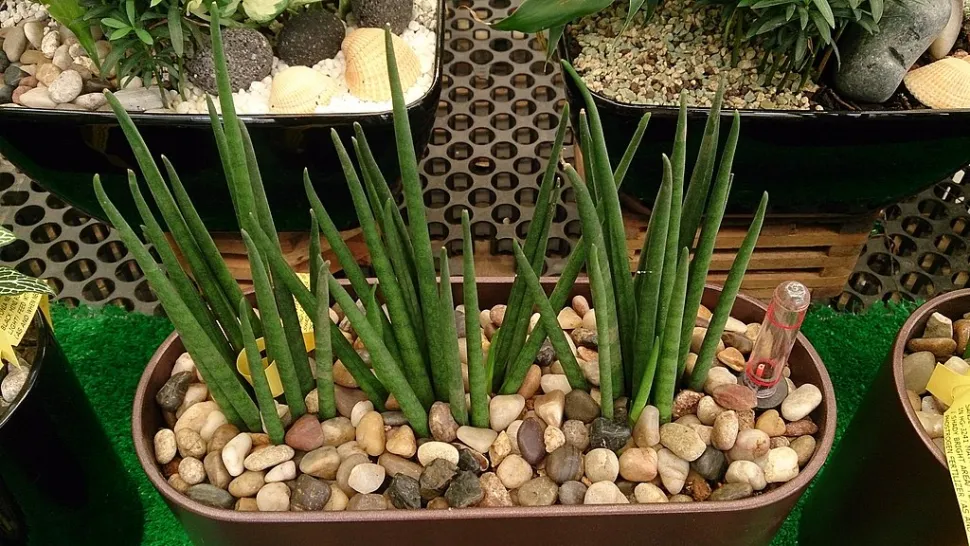 Sansevieria bacularis i jorden